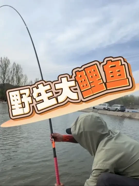 野生大鲤鱼 #钓鱼 #钓鱼人 #黑坑 #原来钓鱼才是抖音运动顶流 #客友金牌黑坑三代 @客友运动户外旗舰店 @卡努钓具无结子线 @十八池钓具