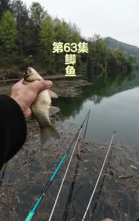 休闲野钓第63集 北郊水库野钓鲫鱼#钓鱼才是抖音运动顶流 #2025dou来钓鱼 #中逵创始人#中逵钓鱼王30周年正青春#遵义真实野钓