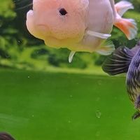 新手养鱼：开缸要提前买哪些设备