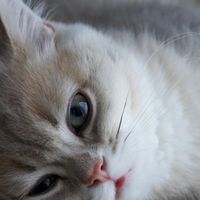 猫粮哪个牌子质量好性价比高？爆肝整理2025十大放心猫粮国产名单