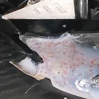 捡垃圾——罗技G502修复侧裙橡胶！