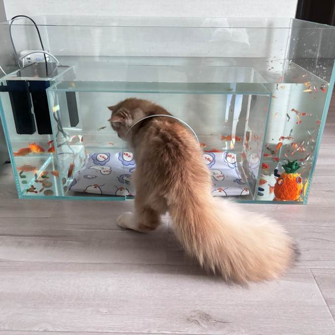 猫玩具