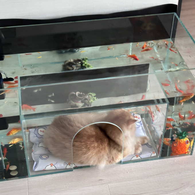 猫玩具