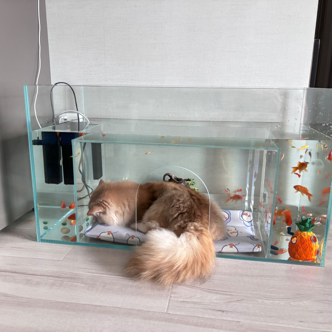 猫玩具