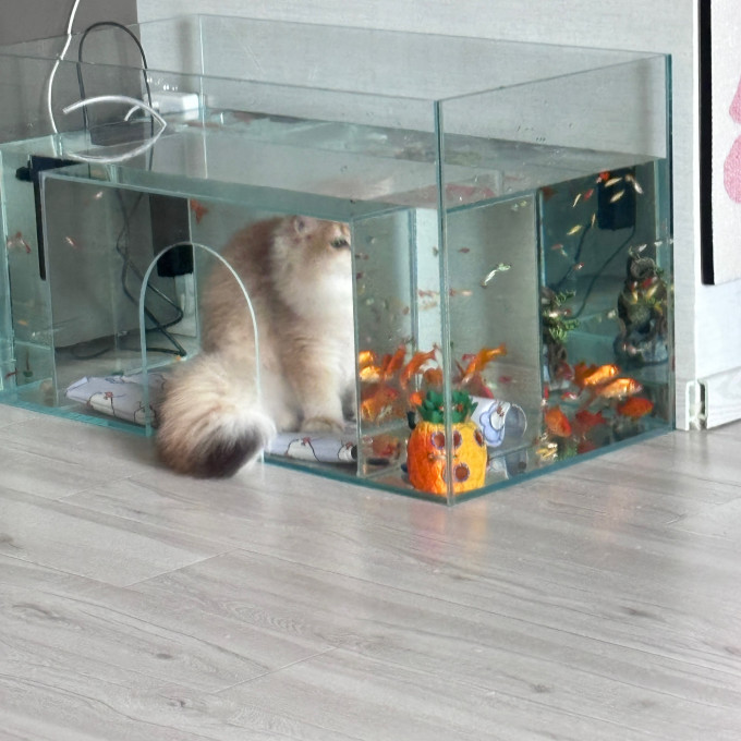 猫玩具