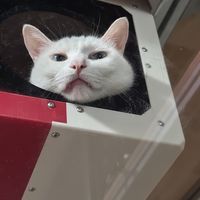 何不做个耐用的类纸箱猫窝？