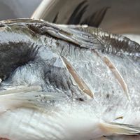 5元/斤的鱼靠谱吗？超便宜的冷冻鮰鱼试吃