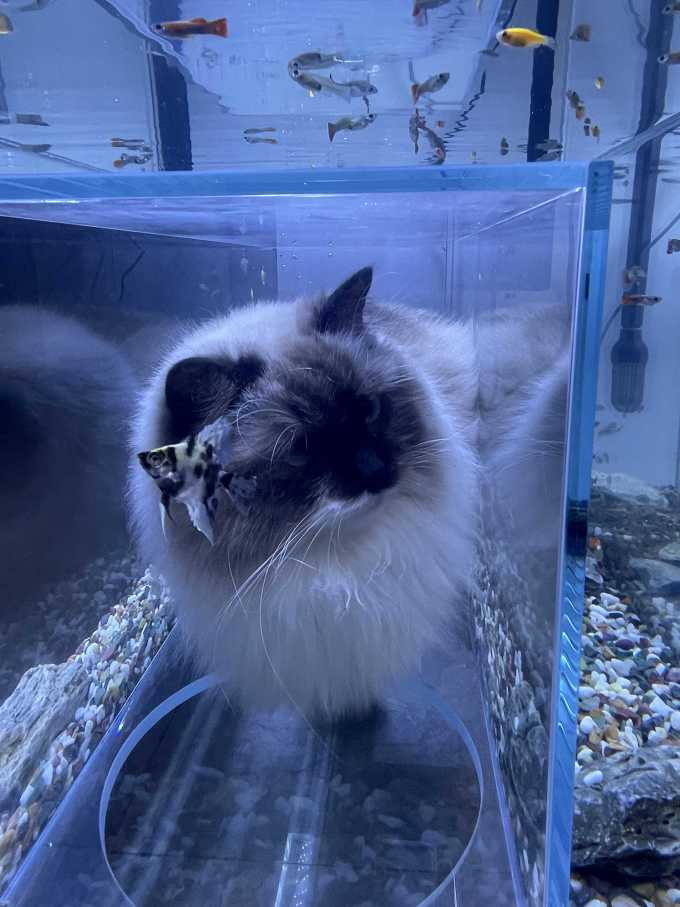 御宠坊猫爬架