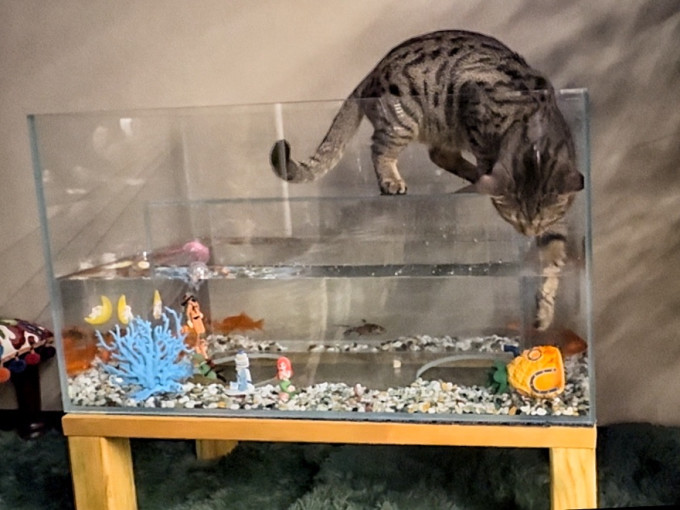 御宠坊猫爬架