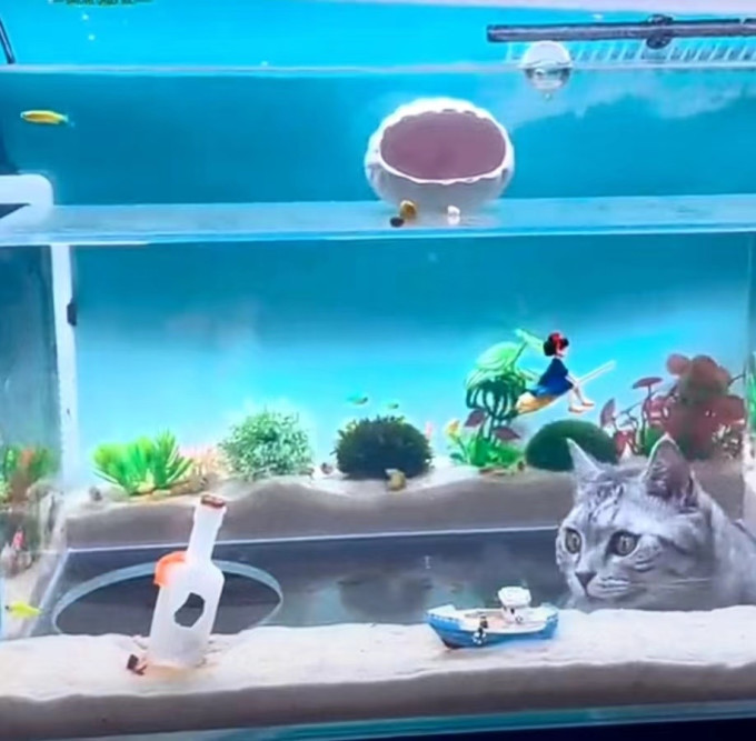 御宠坊猫爬架