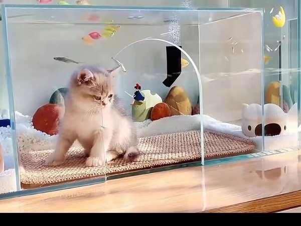 猫鱼双党救星！全封闭猫砂盆让我告别清洁噩梦