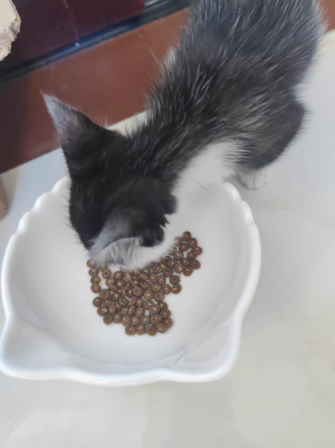 江小傲猫咪干粮