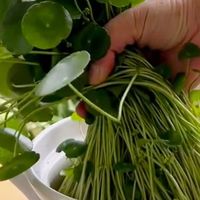 国庆节到了，抓紧给铜钱草“剃个头”，修剪及时，它的长势会更好