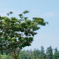 十一去哪儿：武汉野生动物园的动物与自然体验