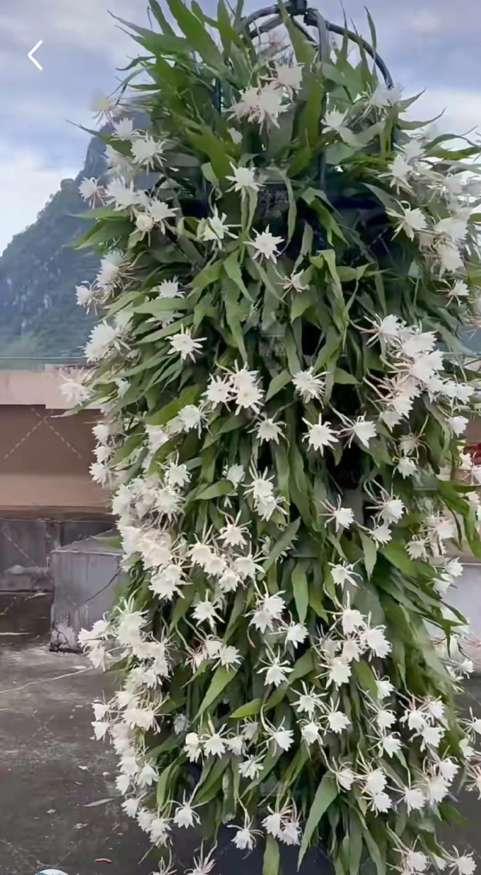 鲜花绿植