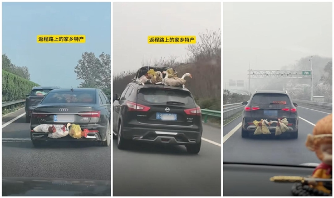 返程高速上的车尾挂满鸡鸭大鹅 网友:家人的爱塞满后备箱