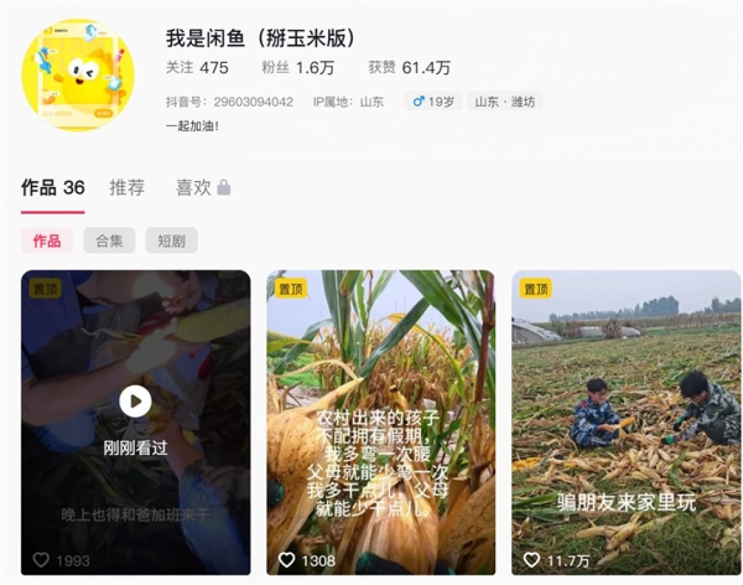 大学生国庆8天假掰了7天半玉米:自己多弯一次腰父母就少吃一点苦
