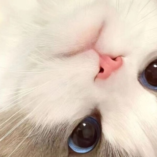小猫一天喂多少猫粮？央视评测十大放心猫粮品牌推荐