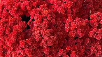 姑娘偷偷晒老妈养了9年的花，网友：养长寿花的“天选之人”啊！