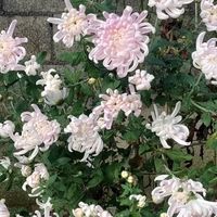 贵州一小伙，半年把1棵菊花“开成瀑布”：张牙舞爪肆意的美！