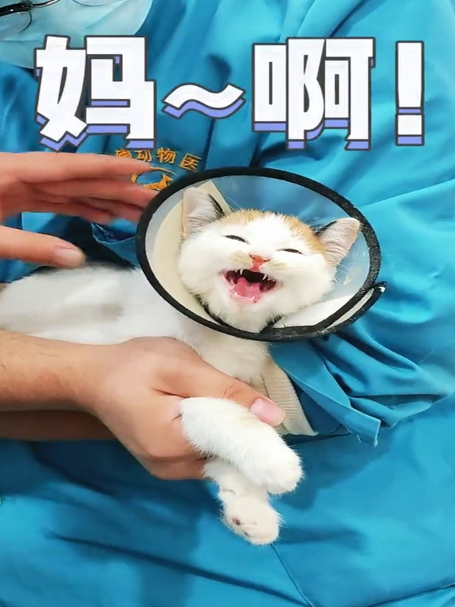 绝育前驱虫疫苗这些必先做😏