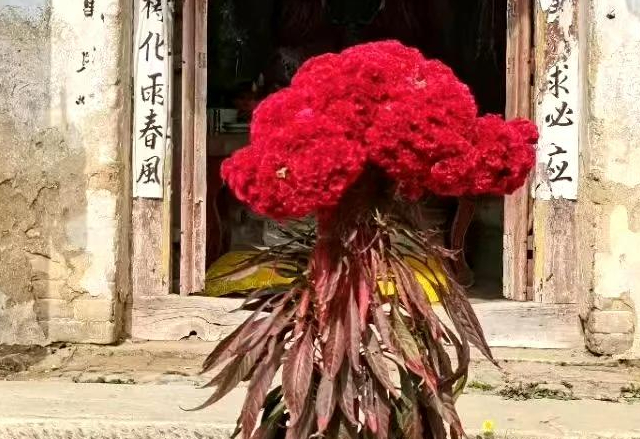 山东小伙儿晒出家里的“鸡冠子花”，网友直呼：这花“成精了”！