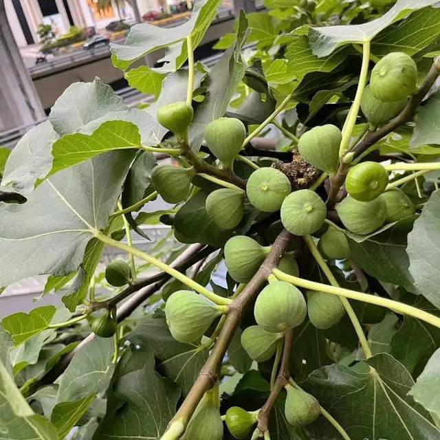 一女子在阳台，用矿泉水瓶种无花果，结出的果汁，香甜又软糯！