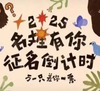 南京红山动物园给猩猩取名字投票，“野菜F4”遥遥领先：香椿头、马兰头、小蒜头、枸杞头
