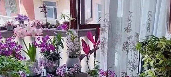 家里光线差，就养“怕光花”，分享19种，总有一种你喜欢