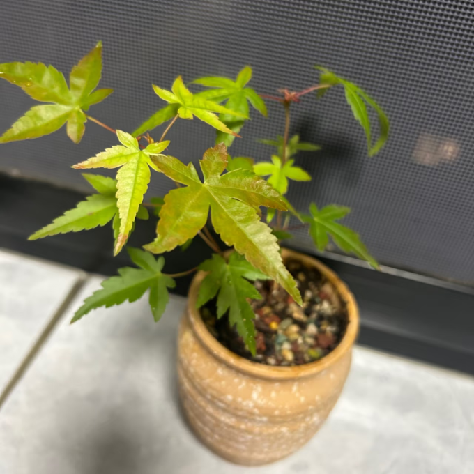 鲜花绿植