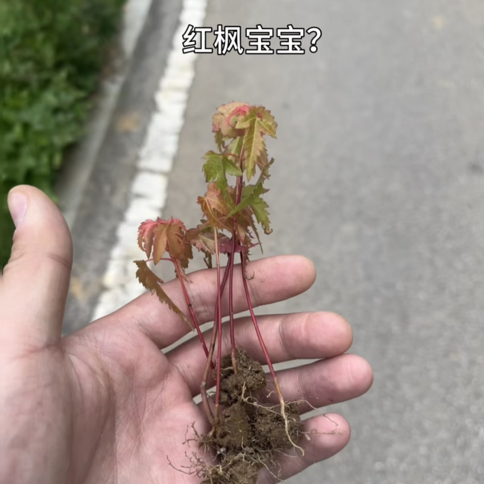 鲜花绿植