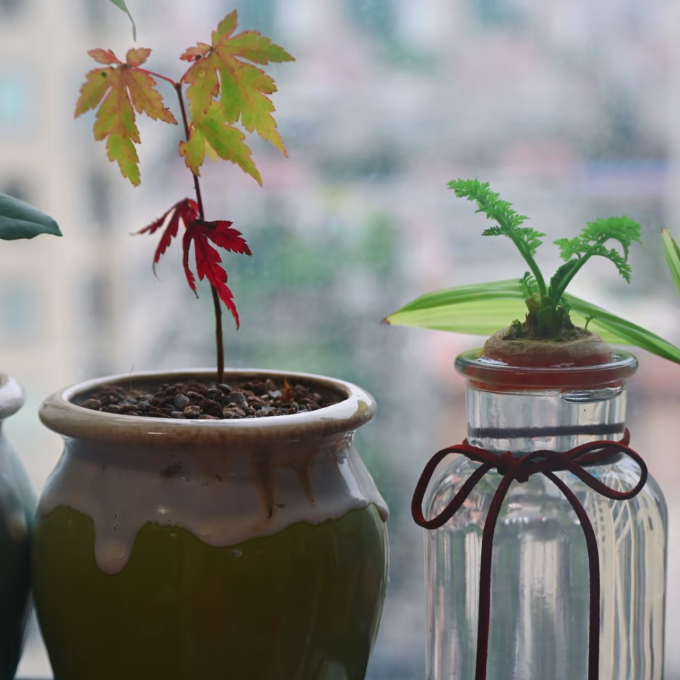 鲜花绿植