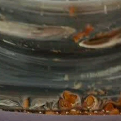 一口酸甜入夏！云山半乌梅子酱，解锁饮品新选择