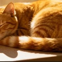 铲屎官看过来~猫砂推荐第二弹