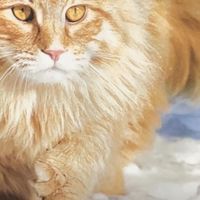 网易严选猫粮：实惠高性价比