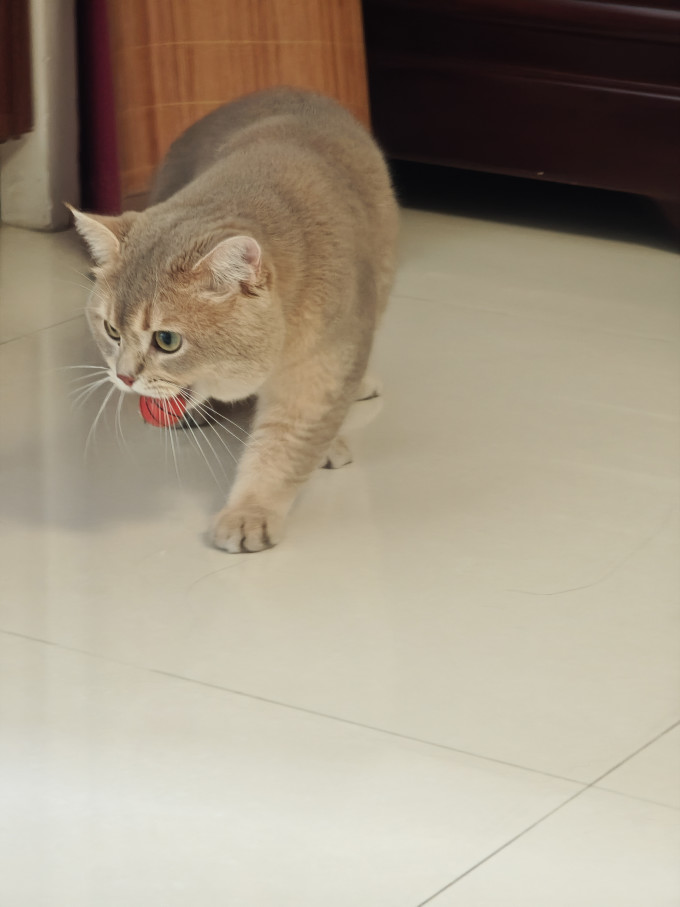福丸猫砂