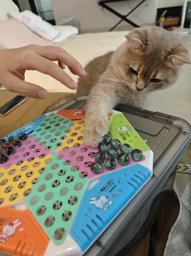 新手养猫：跟团入手的福丸猫砂，没想真的买对了，结团快+消臭强