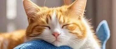 养猫老手给新手的保姆级攻略：从手忙脚乱到从容养猫，这篇就够了