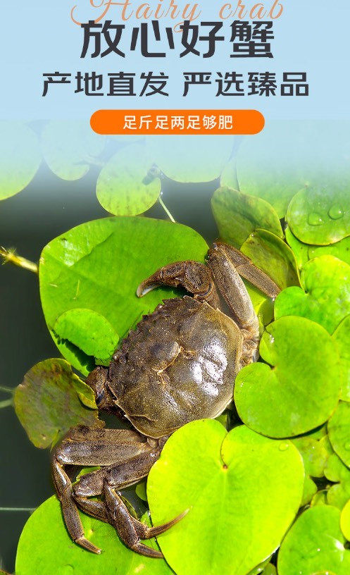 青背白肚金爪黄毛，一掌可握的秋日盛宴