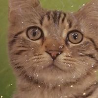 双十一囤猫砂锁定它!樱花混合猫砂,铲屎官的幸福感密码