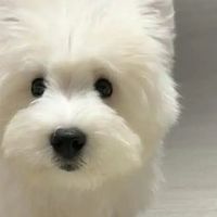 泰迪幼犬狗粮哪个牌子好吃？狗粮实惠性价比高的品牌推荐