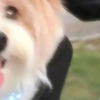 泰迪幼犬狗粮哪个牌子好？幼犬狗粮牌子推荐