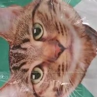 凯锐思银爪P28猫粮：肠胃敏感喵的安心之选