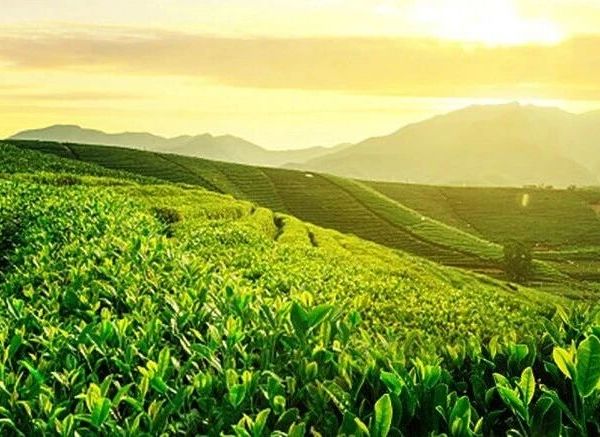 六大茶类——白茶篇（四）