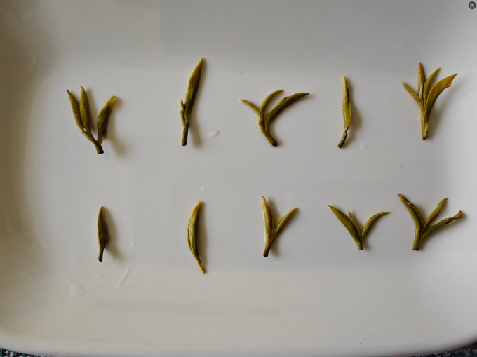 飞萃绿茶