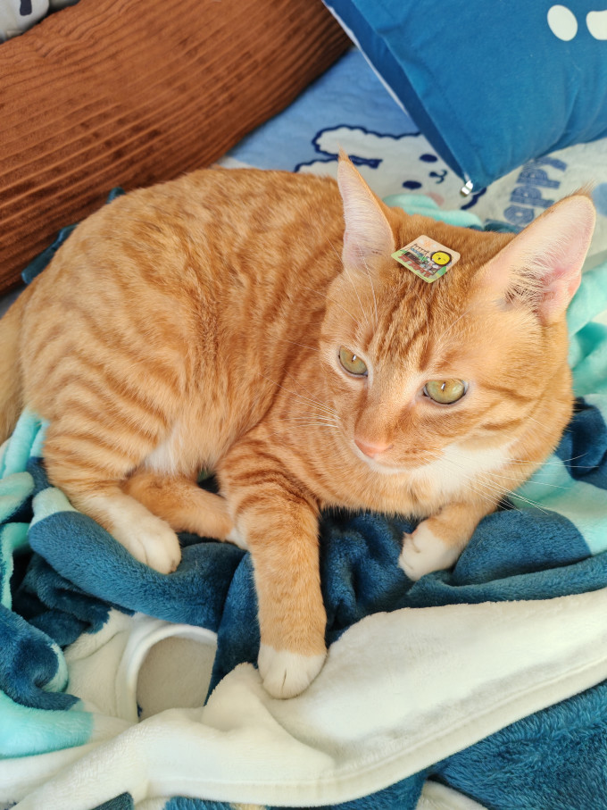 肉垫猫砂