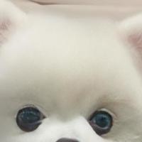 养犬人双十一必看！囤什么狗粮好？这几款营养拉满，不花冤枉钱