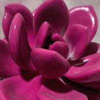 女子炫耀“9.9捡漏的多肉”，傻傻被骗：气笑了，多肉还喷漆?