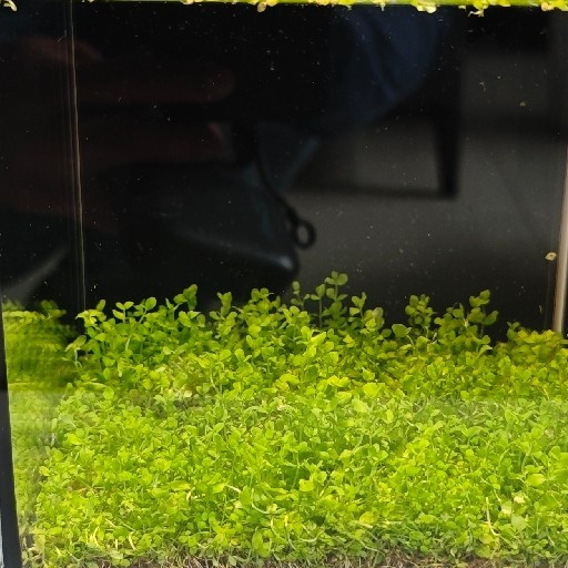 京喜小鱼缸，不到50低成本开缸