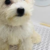 宠物烘干机：智能恒温技术保障